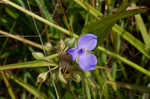 Virginia spiderwort